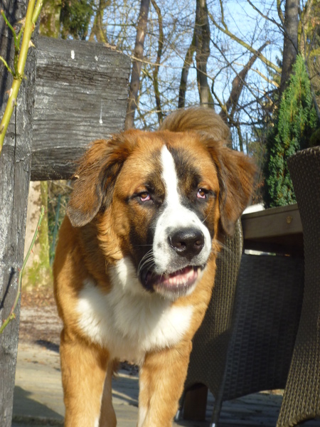 Eros (Berner x Sint-Bernard)
