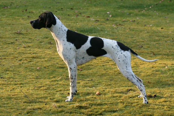 Marjolein Verharen Pointers