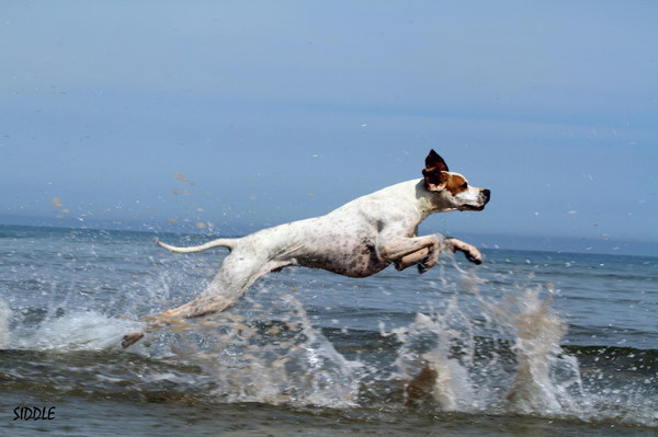 Marjolein Verharen Pointers