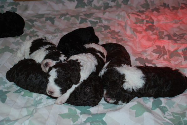 Donna perro die Aqua