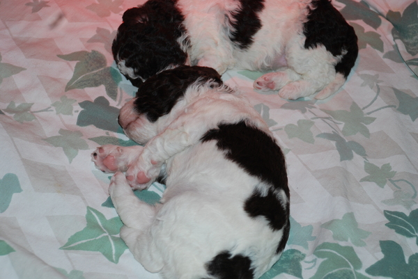 Donna perro die Aqua