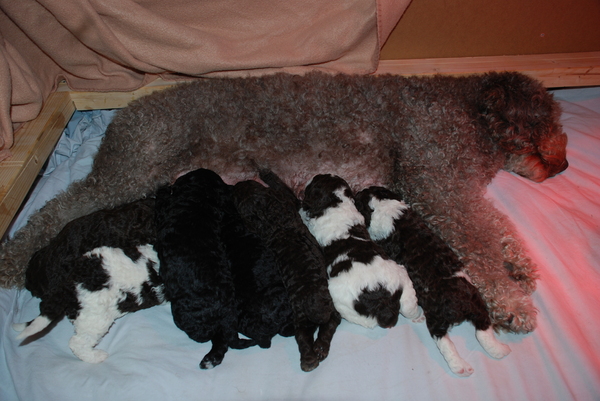 Donna perro die Aqua