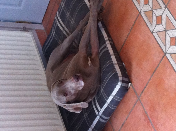 Weimaraner, korthaar