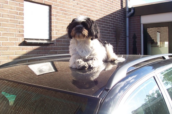 mijn stoere hond boomer