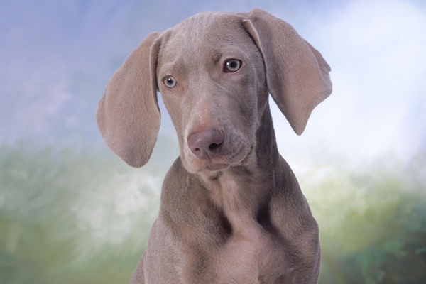 Weimaraner