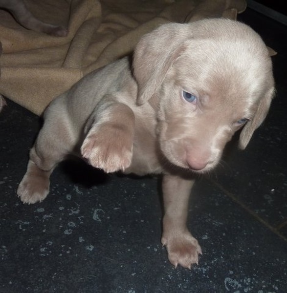 Weimaraner