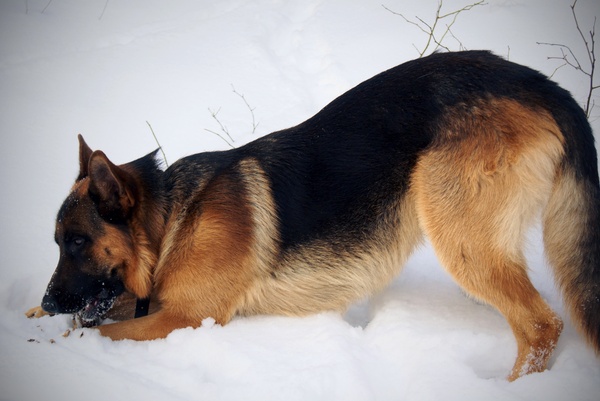 Stokken zijn ook lekker!