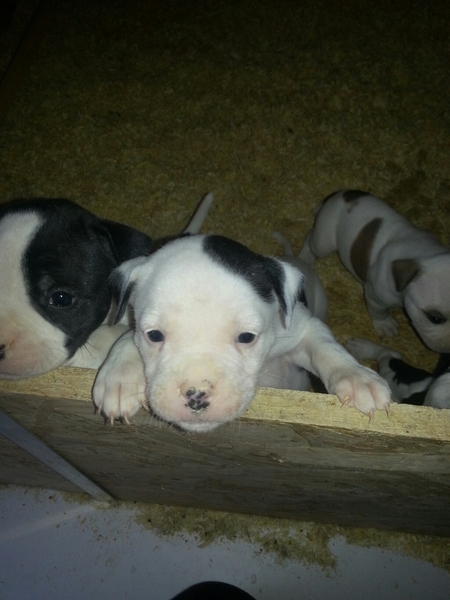 Twan en Lottie van Berge Henegouwen