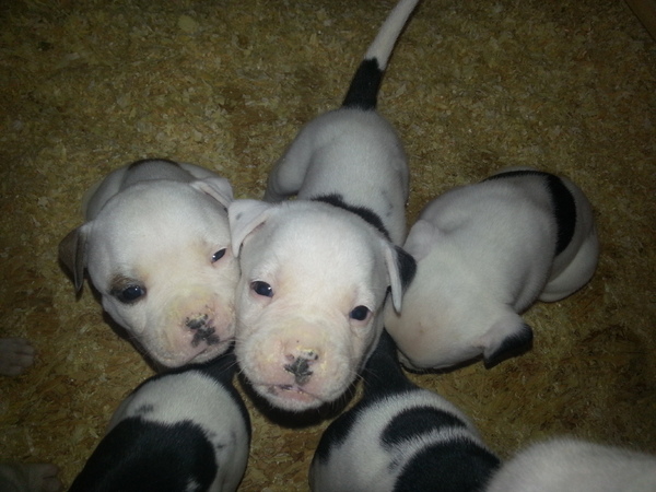 Twan en Lottie van Berge Henegouwen