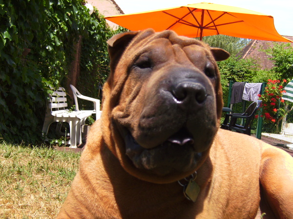 ik heb een zalige vakantie jefke