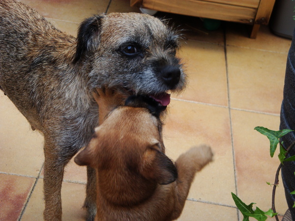 het barfen begint hier al vroeg!!