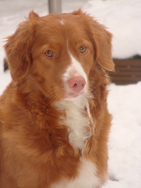 Nova Scotia Duck Tolling Retriever