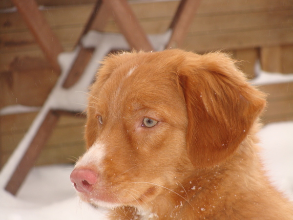 Nova Scotia Duck Tolling Retriever