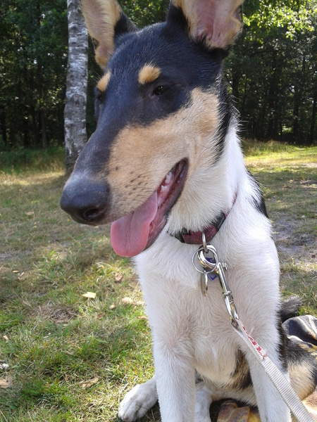 Schotse Herdershond, Korthaar