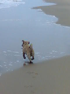 pluk houd alleen van van ondiep water