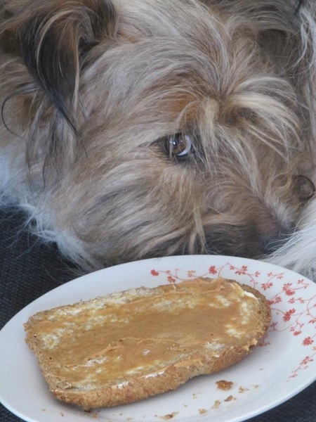 Peanutbutter sandwich