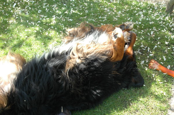 Op de rug kan het ook