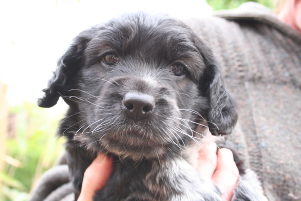 pupperdepup, wat is dat????