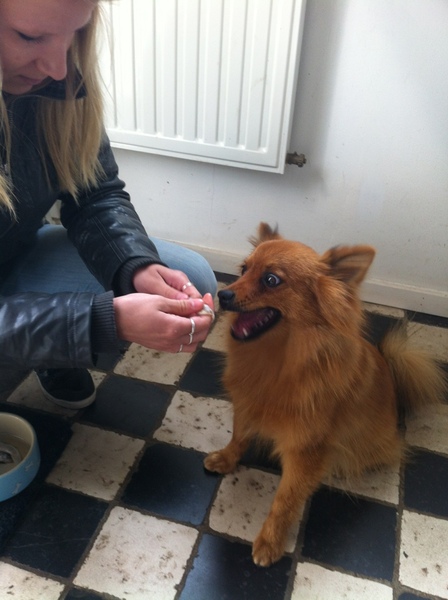 Vos die voor het eerst Vis eet