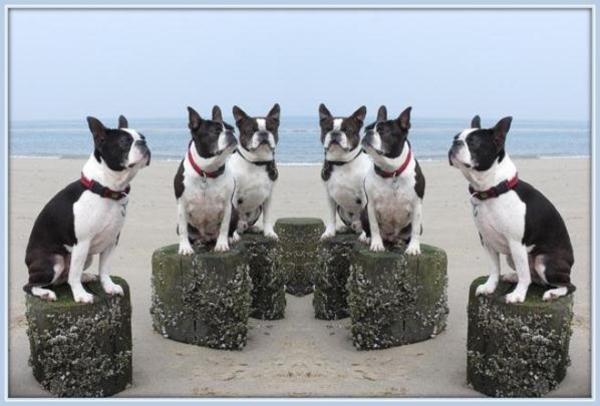 Boston Terrier