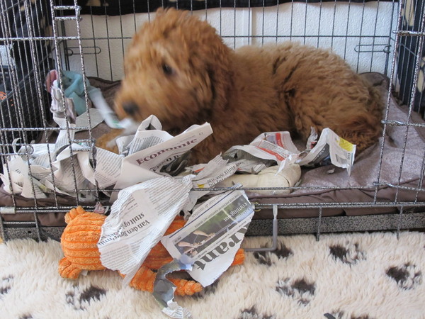 Gelukkig ben ik de papierversnipperaar hier in huis,heb ik toch wat te kauwen!!