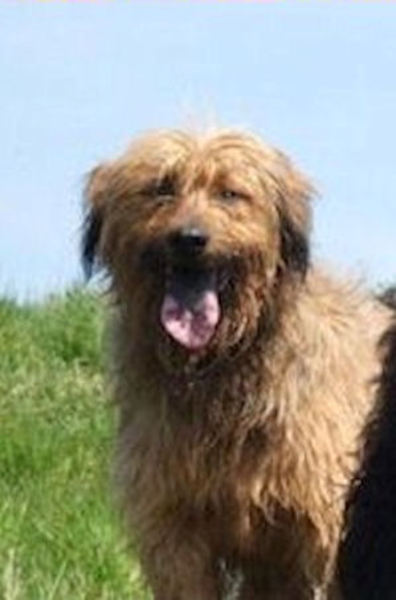 Catelaanse Herdershond