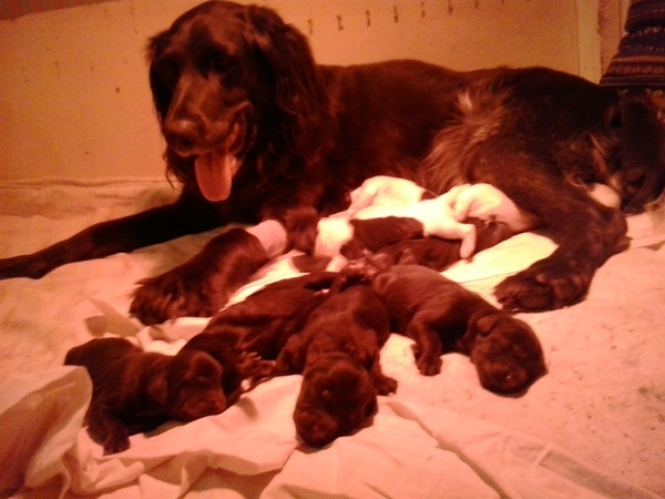 Kennel van de Jentelsbrink