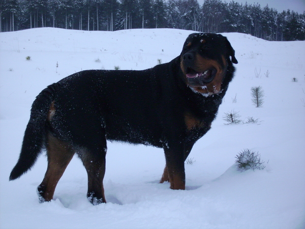 Rottweiler