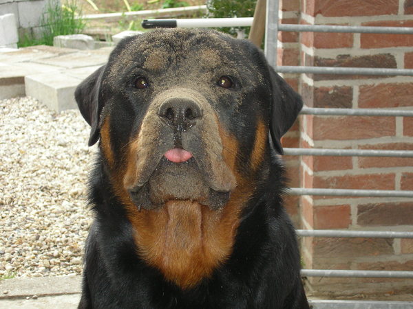 Rottweiler