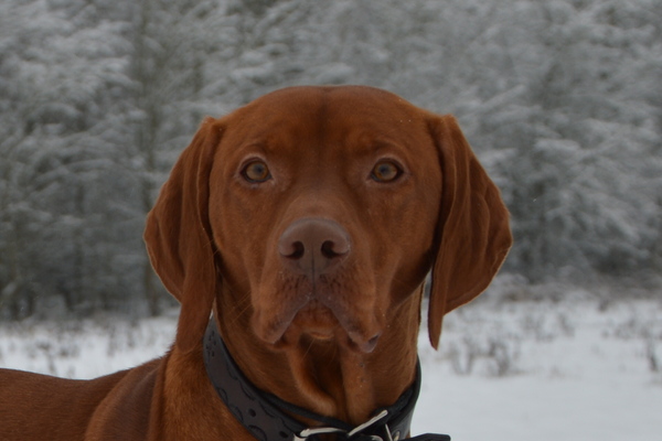 Vizsla Korthaar