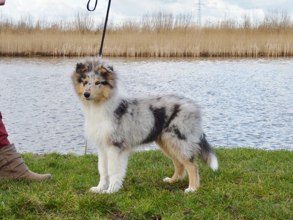 Schotse Herdershond, Langhaar