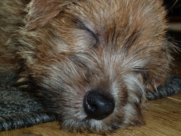 Norfolk Terrier
