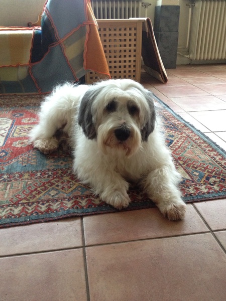 Polski Owczarek Nizinny