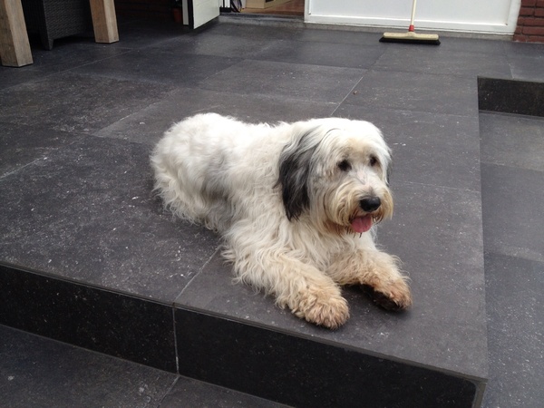 Polski Owczarek Nizinny