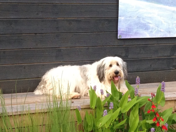 Polski Owczarek Nizinny