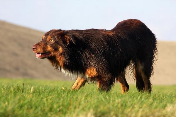 Lette de Bruine - From Let's Border