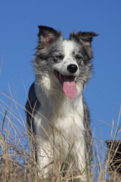 Lette de Bruine - From Let's Border