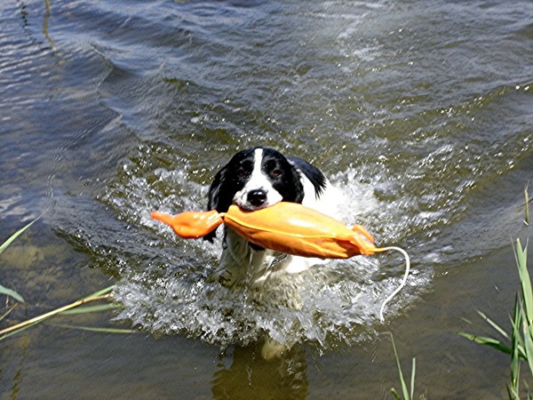 Engelse Springer Spaniel