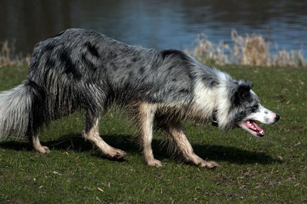 Lette de Bruine - From Let's Border