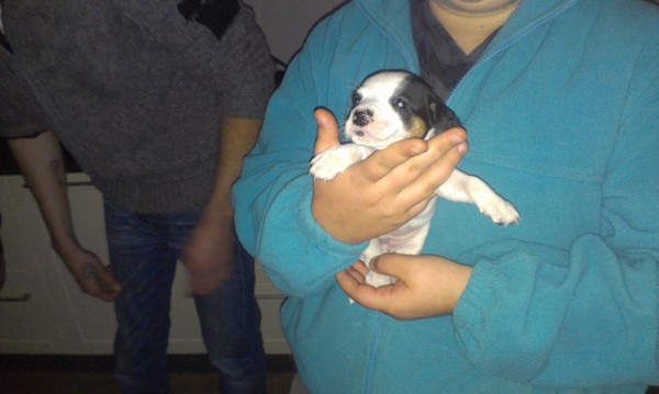 Jack Russell Terrier