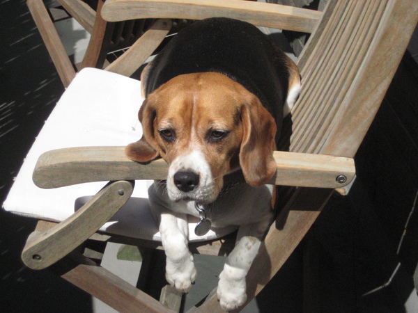 Beagle Famke in de zon