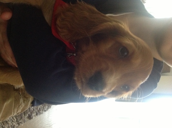 Engelse Cocker Spaniel