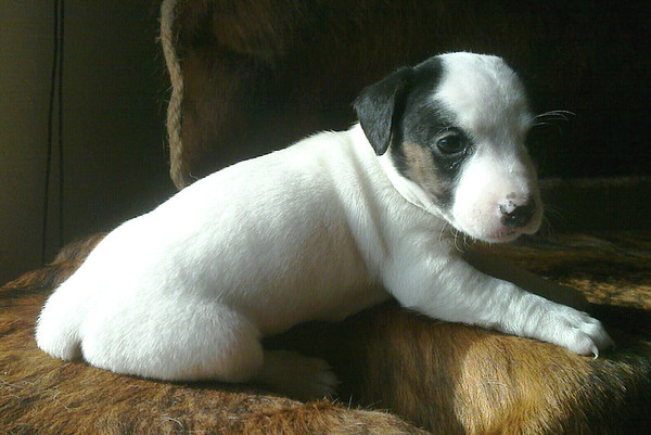 Jack Russell Terrier