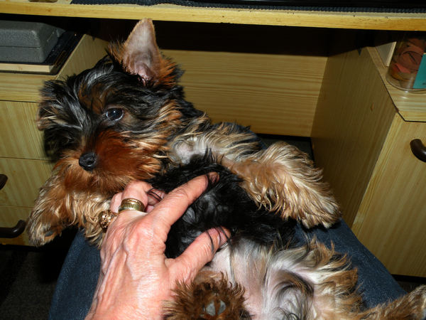 Als het erg warm is zoekt Mandy troost bij moeder, 3 juli 2009