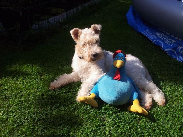 Foxterrier, draadhaar