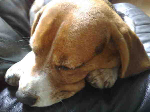Famke de Beagle