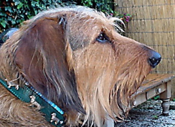 Dashond Standaard, ruwhaar