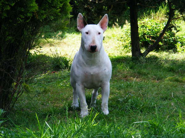 Bull Terrier