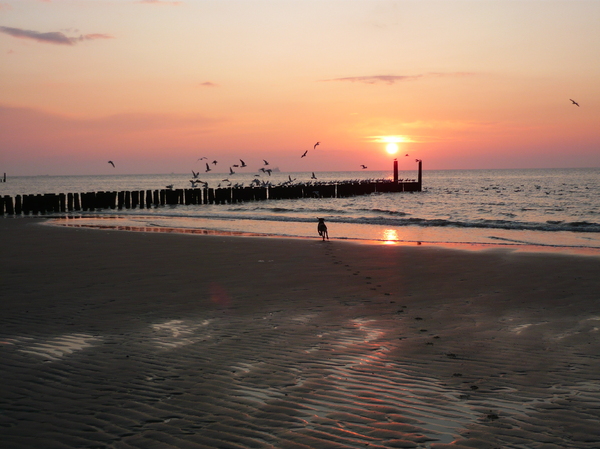 mijn hond jaagt op zeemeeuwen
