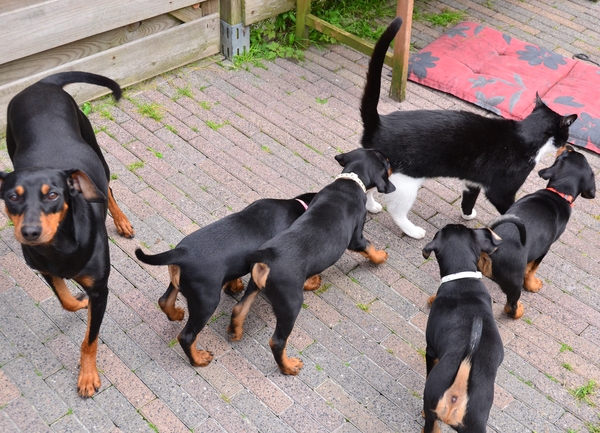 4 pups werken samen